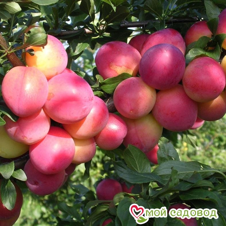 Алыча Оленька