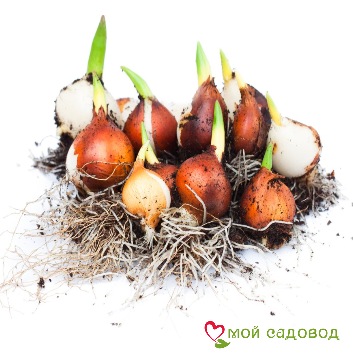 Тюльпан Уайт Лизарт