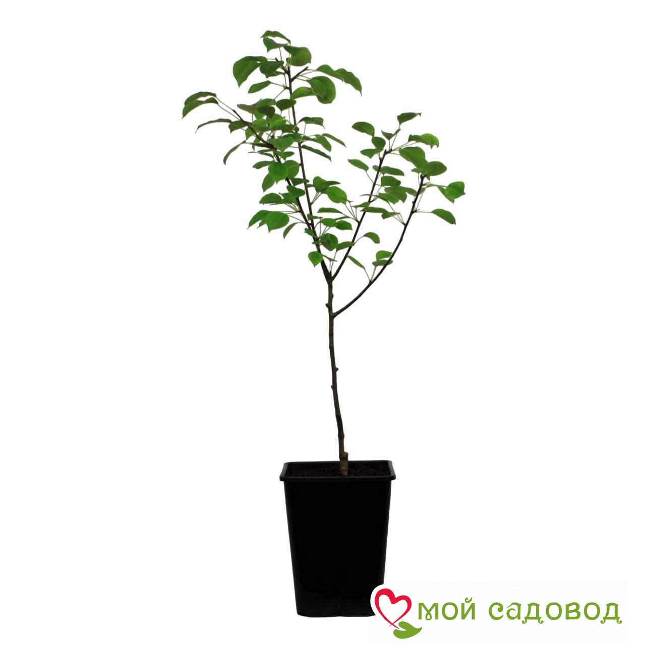 Груша Июльская